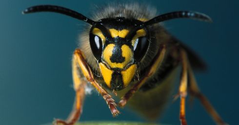 wasp-head-magnified